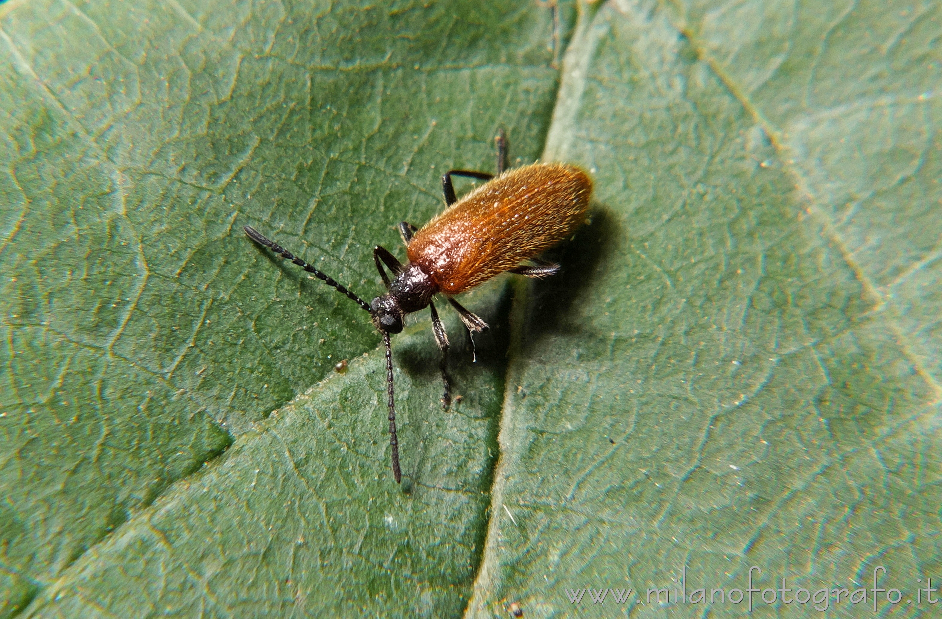 Cadrezzate (Varese, Italy) - Male Lagria hirta